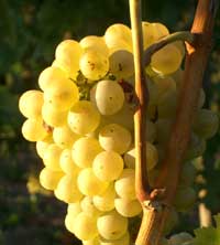 Traube am Kaiserstuhl im Wiesental